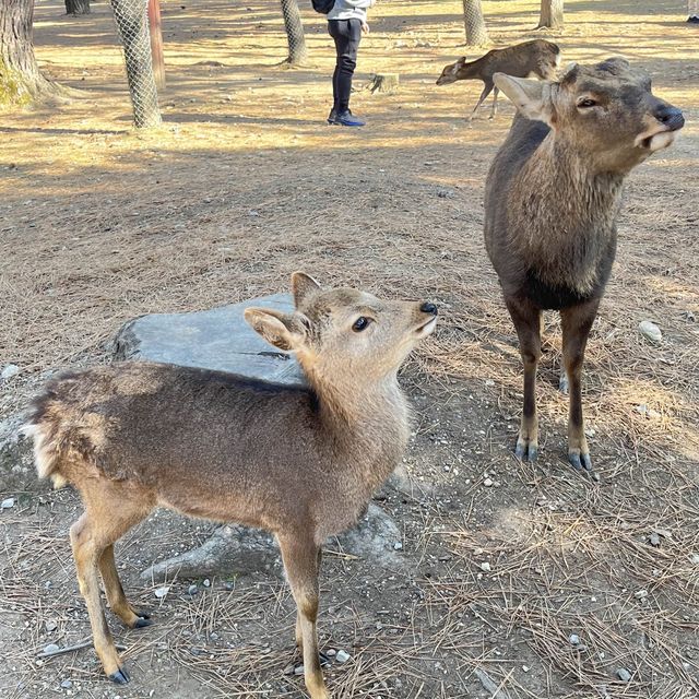 返奈良做一日奈良鹿丸🦌