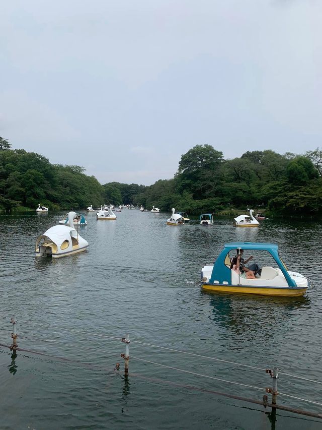 井之頭恩賜公園‼️吉祥寺5分鐘距離🤫市區必去😌