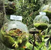 【シンガポール】近未来植物園ガーデンバイザベイ