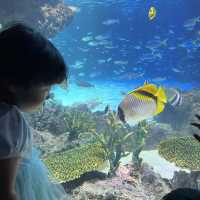 都内にある水族館！