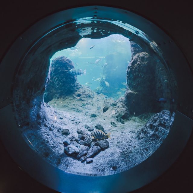 【神奈川】「新江ノ島水族館」でこの夏は新たな発見を🐟