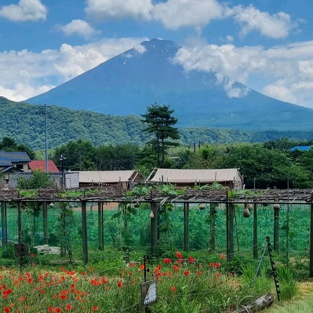 Catch A Glipse Of Mount Fuji