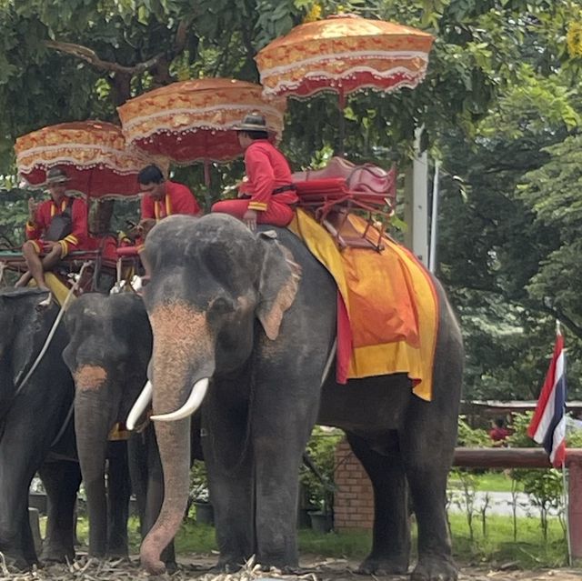 วังช้างอยุธยา แล เพนียด (ปางช้างอยุธยา แล เพนียด)