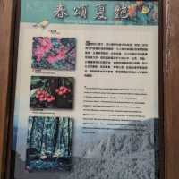 大雪山國家森林遊樂區的美好享受