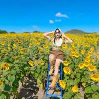 ทุ่งทานตะวันเขาใหญ่ บานสะพรั่งรับลมหนาว🌻