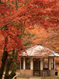 【4年ぶりの再開も！😳】滋賀県の紅葉スポットが絶景すぎる！🍁✨