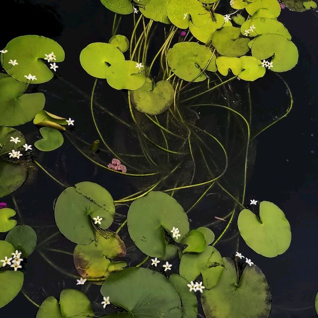 志蓮淨苑：冬日賞花