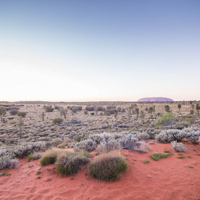 Uluru Sunrise Camel Riding Once in a Lifetime