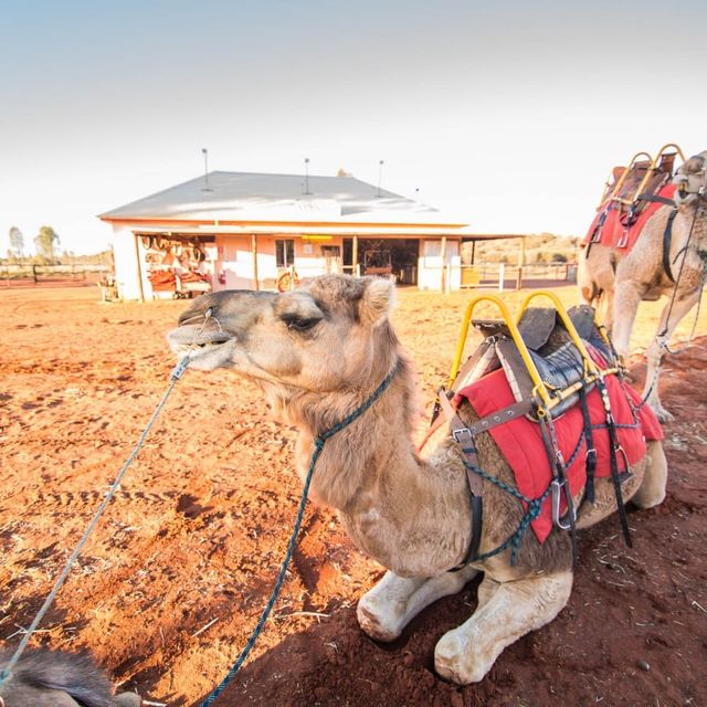 Uluru Sunrise Camel Riding Once in a Lifetime