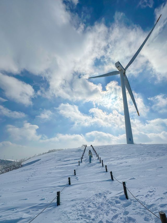 ❄️국내 눈오는날 바로 달려가야할 삼양라운드힐