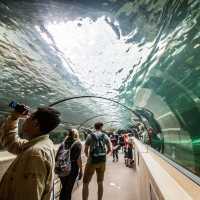 Captivating Aquatic at SEA LIFE Sydney