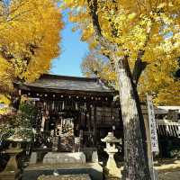 兩個東京巿區隱敞超美銀杏神社