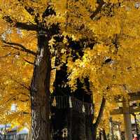 兩個東京巿區隱敞超美銀杏神社
