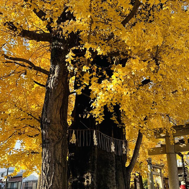 兩個東京巿區隱敞超美銀杏神社
