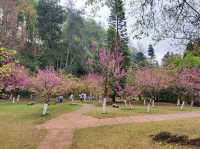 หนาวนี้ ไปชมซากุระ ให้โลกเป็นสีชมพู 🌲🌲