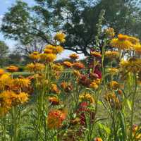Terraced Garden