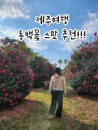 🌺동백의 계절, 제주여행 동백꽃 포토스팟 추천!!!!!🌺
