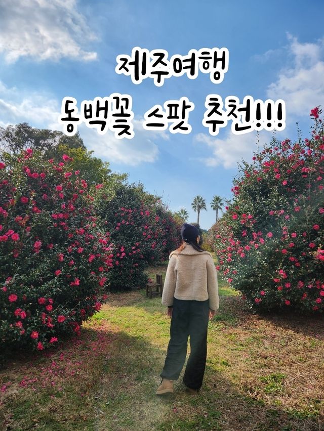 🌺동백의 계절, 제주여행 동백꽃 포토스팟 추천!!!!!🌺
