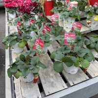 植物園！？素敵すぎる園芸ショップ！