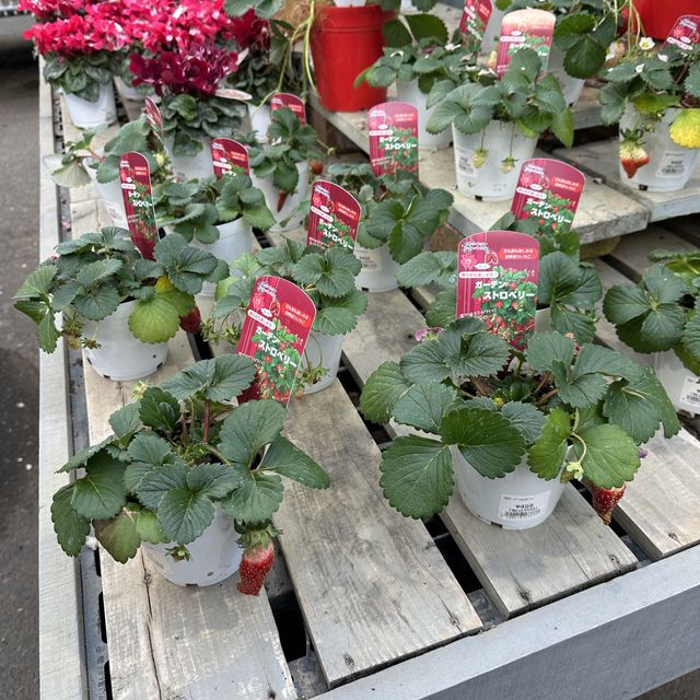 植物園！？素敵すぎる園芸ショップ！