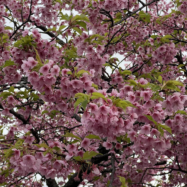 เที่ยวชม Sakura at Matsuda , Japan