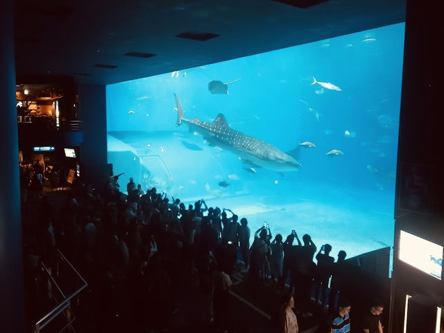 Okinawa Churaumi Aquarium 