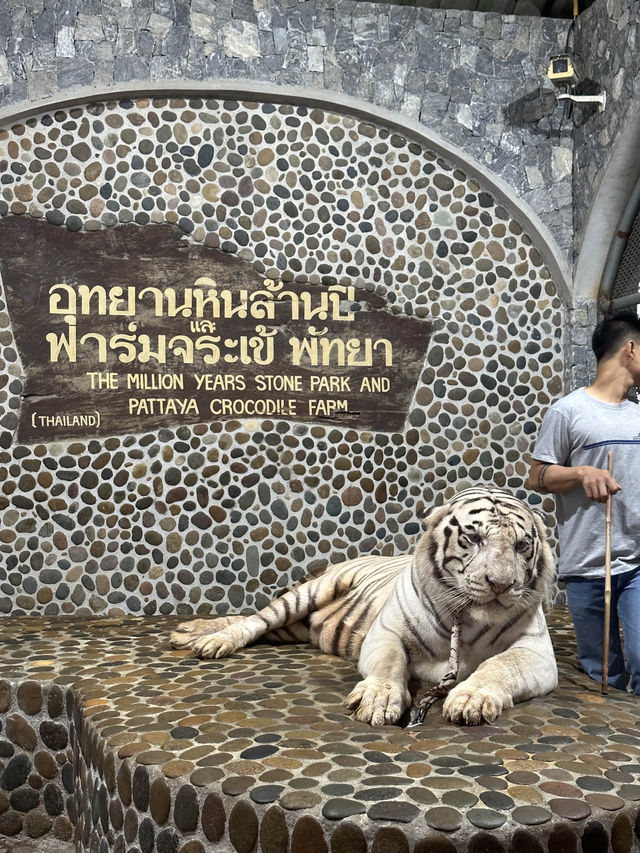 ขี่งวงช้าง ถ่ายรูปกับเสือ ชมโชว์จระเข้ที่พัทยา🐊