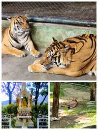 普吉虎王國：老虎互動🐯 Tiger Kingdom Phuket