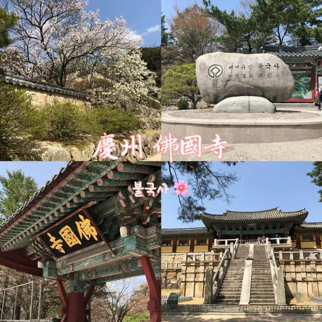 【慶州 佛國寺】世界文化遺產 賞櫻熱門地點🌸