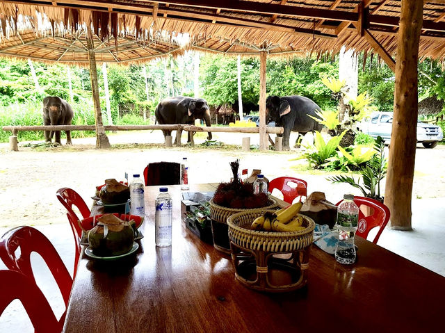 Ao Nang Elephant Sanctuary