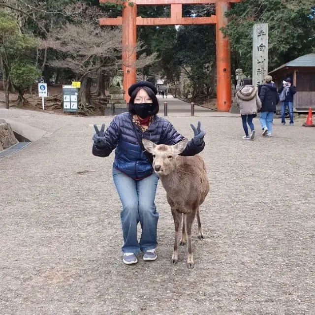 Nara Park กวางน้อยกลอยใจ