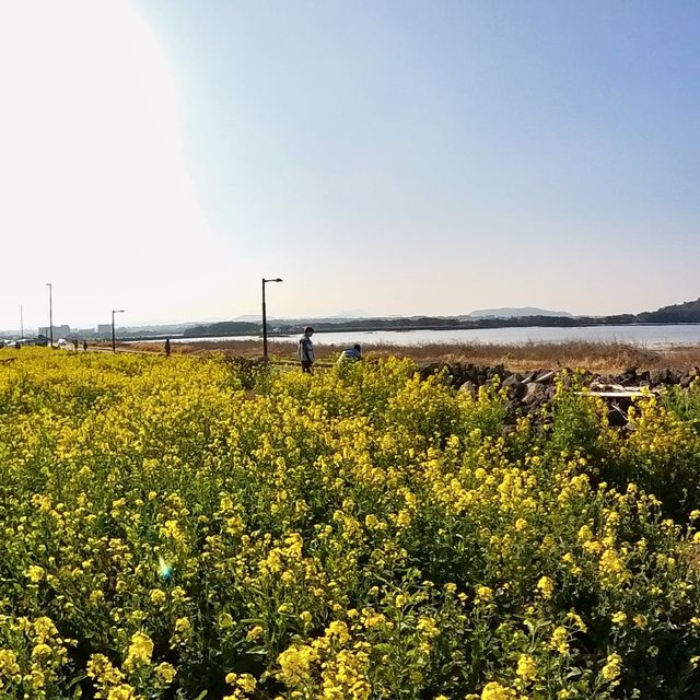 📸 노란 유채꽃과 함께하는 제주도 봄바람