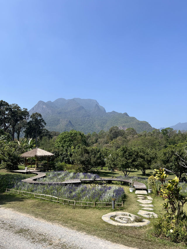 Pronto Coffee Chiang Dao