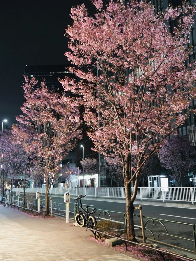 🇯🇵陽光櫻夜晚看也很美！澀谷三丁目 市區就能看到兩排滿滿的櫻花！🌸