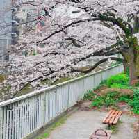🌸Edogawabashi Park, Bunkyo, Tokyo 東京 