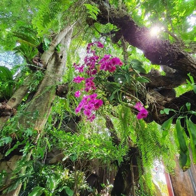 🌿คาเฟ่ธรรมชาติในสวนหมอก 🌿🍀 #บางพระ