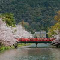 下田公園～櫻花盛宴