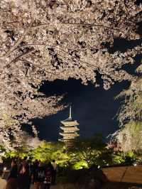 【京都東寺】夜遊櫻花🌸，心靈淨化