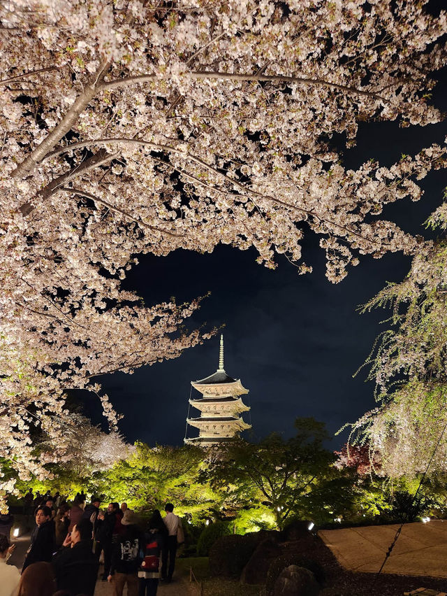 【京都東寺】夜遊櫻花🌸，心靈淨化