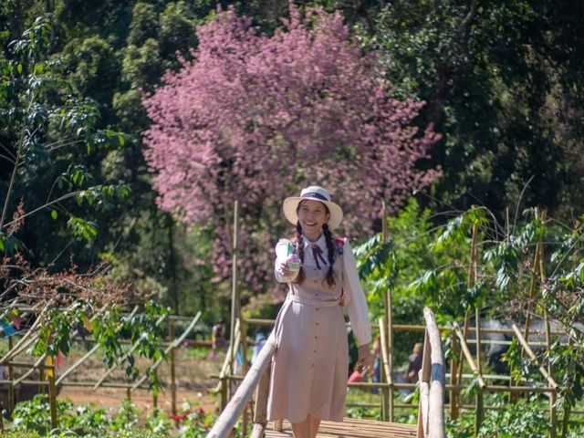พญาเสือโคร่งบาน ที่ดอยปางขอน💮💮