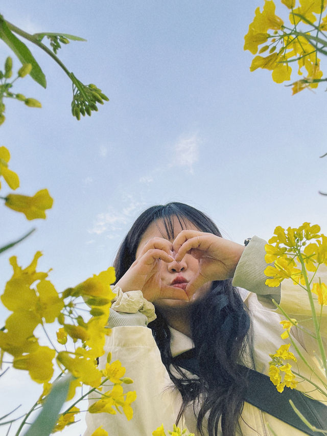 봄맞이 튤립과 유채꽃을 함께 볼 수 있는 양산 황산공원🌹