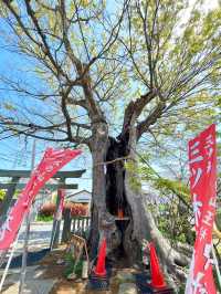 【三ツ木神社/神奈川県】オレンジに染まった石像が出迎える