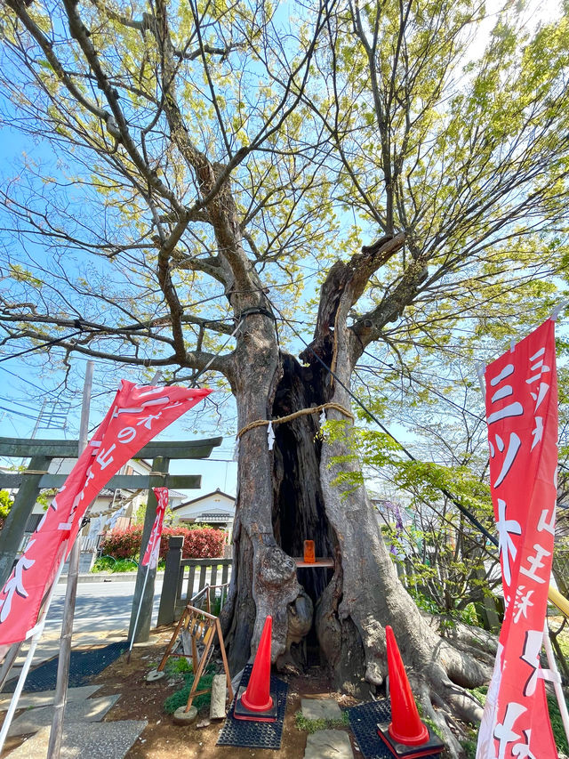 【三ツ木神社/神奈川県】オレンジに染まった石像が出迎える
