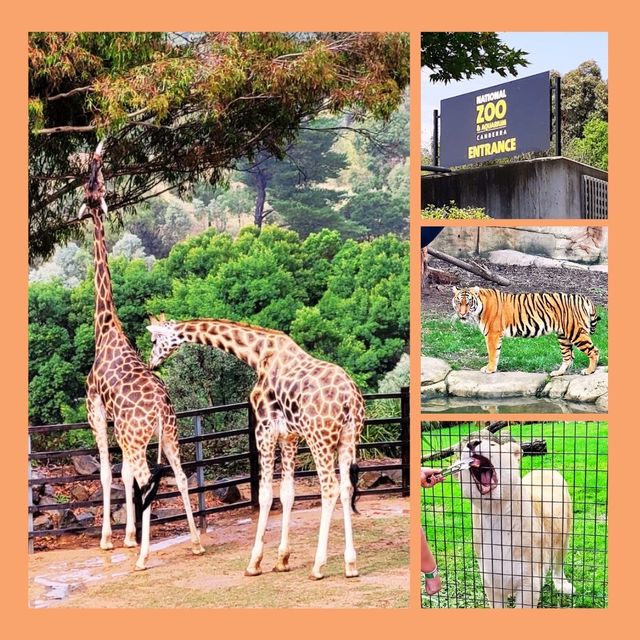 National Zoo & Aquarium Canberra 🦘🦛🐯