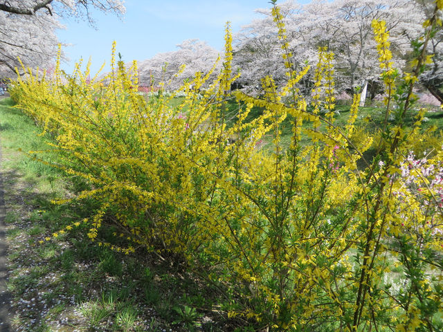 一目千本桜　宮城県の絶景【桜🌸】