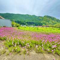 洲原ひまわりの里