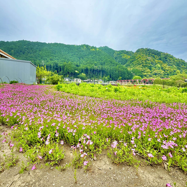 洲原ひまわりの里