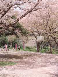 🇰🇷濟州島｜新山公園超美櫻花籃球場拍到人生照片！