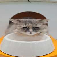 貓癡必去超能貓空間🐱🐈🐈‍⬛