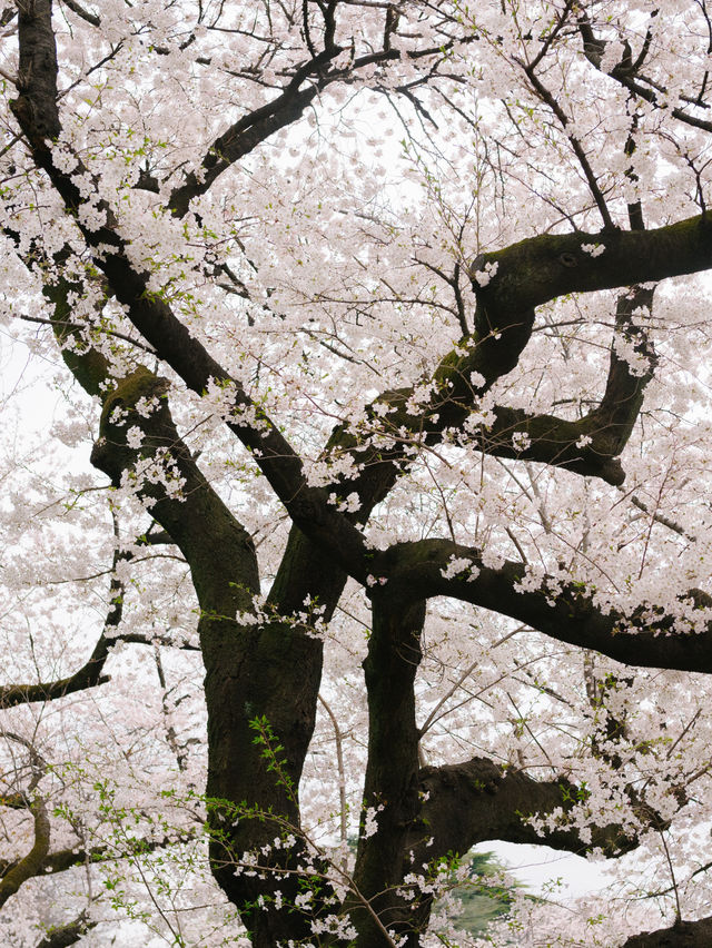 ปิกนิกชิลๆ ที่ ‘สวน Shinjuku Gyoen’ 🌸🌳